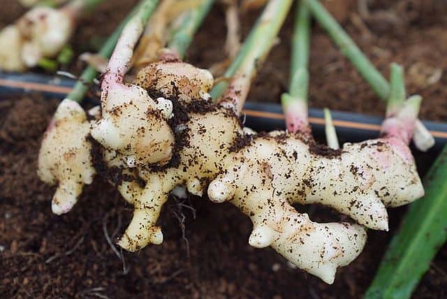 Jengibre, una raíz fácil de cultivar incluso en macetas