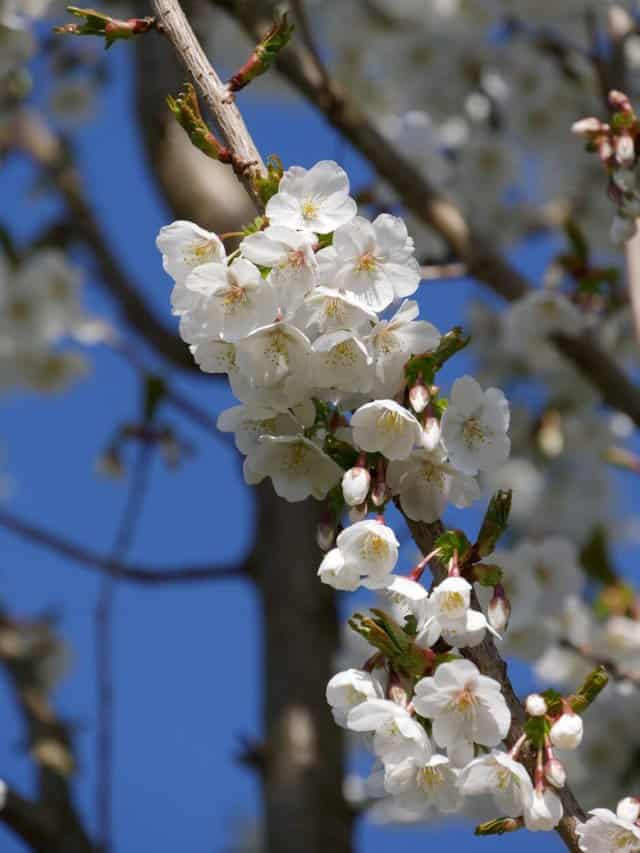 Prunus Umineko