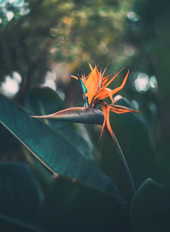 la bella Strelitzia reginae con flor tropical