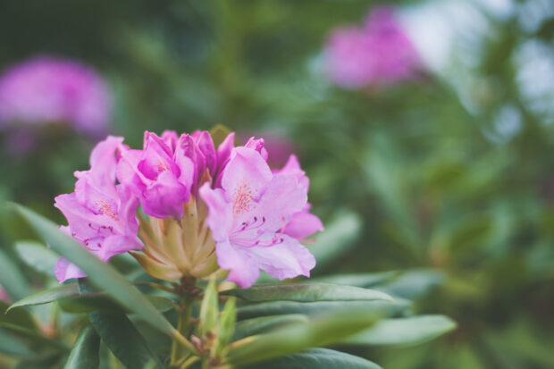 azalea, planta con flor