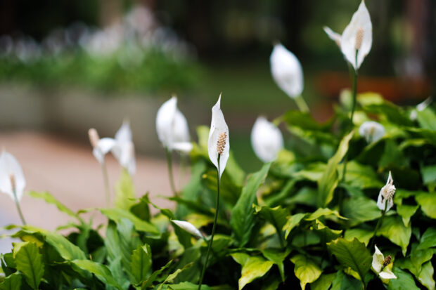 Spathiphyllum, la flor de la paz