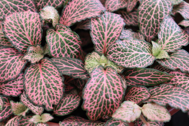 Fittonia, colorida planta de interior
