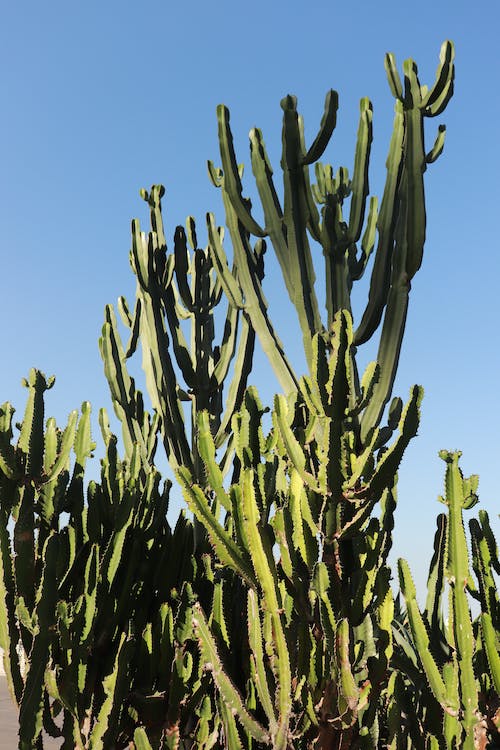 euphorbia eritrea cactus un poco de agua