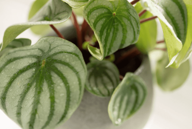 Cómo cultivar Peperomia argyreia