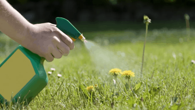 Spray casero para eliminar las malas hierbas