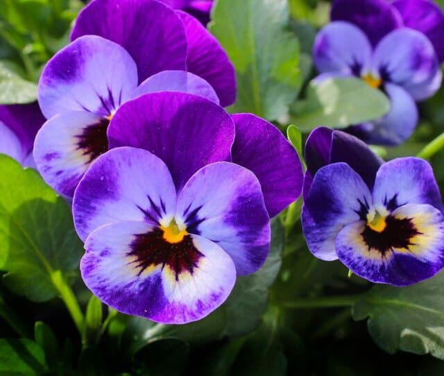 violetas en el jardin