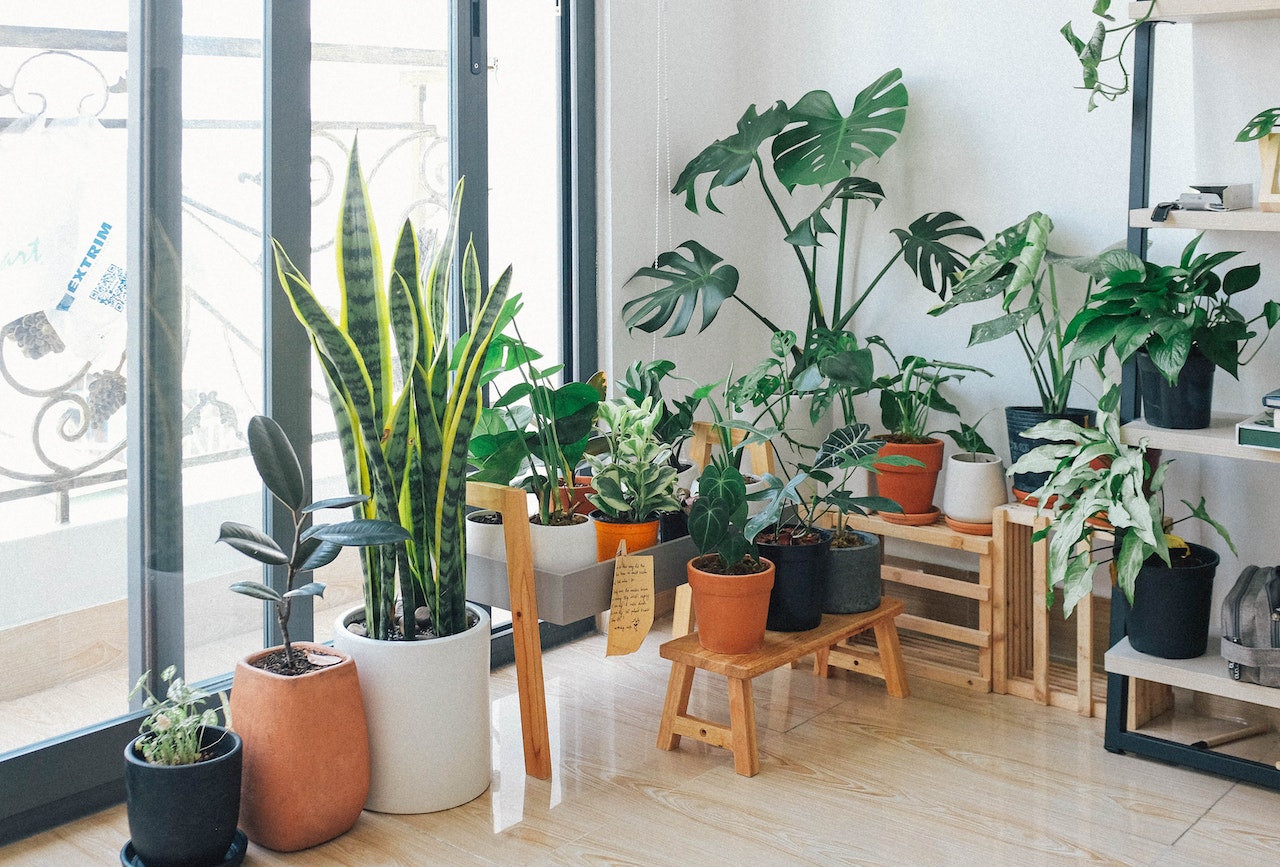jardín orgánico en un apartamento