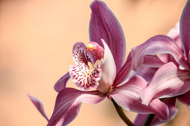 Que son las orquídeas y sus cuidos