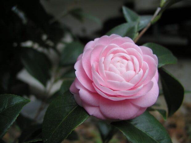 rosa de gardenia