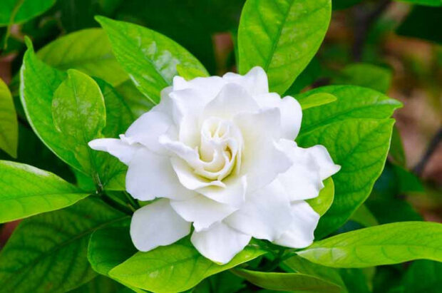 gardenia blanca